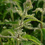 Ortiga, fotos de plantas medicinales
