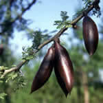 espinillo, árbol medicinal