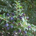 arrayán, plantas medicinales