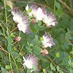 alcaparra, plantas medicinales