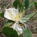 alcaparra, plantas medicinales
