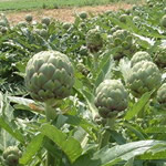 alcaparra, plantas medicinales