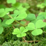 aleluya, plantas medicinales