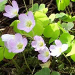 aleluya, plantas medicinales