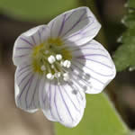 aleluya, plantas medicinales