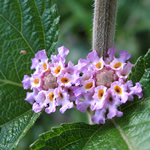 Enebro, plantas medicinales