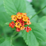 Enebro, plantas medicinales