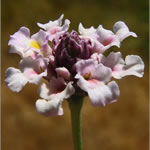 Enebro, plantas medicinales