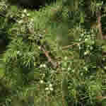 Enebro, plantas medicinales
