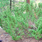 Enebro, plantas medicinales