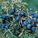 Enebro, plantas medicinales