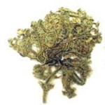 yerba de la piedra, plantas medicinales