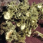 arrayán, plantas medicinales