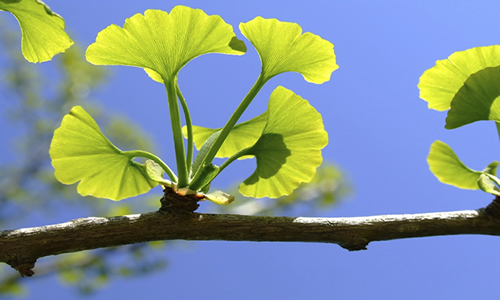 Resultado de imagen de ginkgo biloba arbol