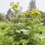 enula
