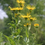 enula, plantas curativas