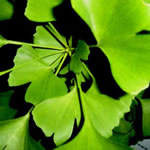 ginkgo, plantas medicinales