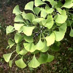 ginkgo, plantas medicinales