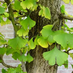 ginkgo, plantas medicinales