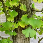 ginkgo4