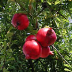 granado, plantas curativas