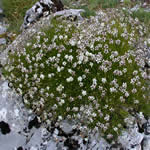 Hierba de las Piedras, plantas medicinales