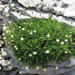 Hierba de las Piedras, plantas medicinales