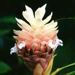 jengibre, plantas curativas