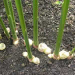 jengibre, plantas curativas