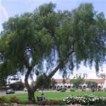 anacahuita, plantas medicinal