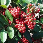 anacahuita, plantas medicinal