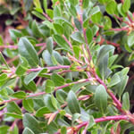 Gayuba, plantas curativas
