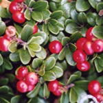 ayuba, plantas curativas