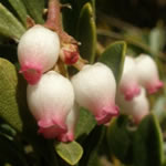 ayuba, plantas curativas