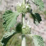 marrubio, plantas curativas