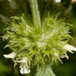 marrubio, plantas curativas