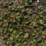 Yerba de pollo, plantas medicinal