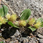 Yerba de pollo, plantas medicinal