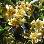 boldo, plantas curativas
