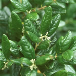 boldo, plantas curativas
