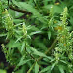 paico, plantas medicinal paico, plantas curativas