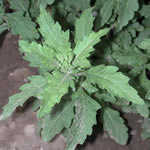 paico, plantas curativas