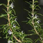 romero, plantas curativas romero, plantas curativas