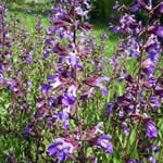 salvia, plantas curativas
