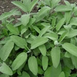 salvia, plantas curativas