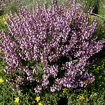 salvia, plantas curativas