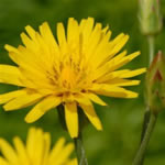 Escorzonera, plantas medicinales