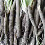 Escorzonera, plantas medicinales
