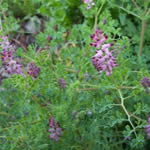 Fumaria, plantas medicinales