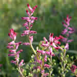 Fumaria, plantas medicinales